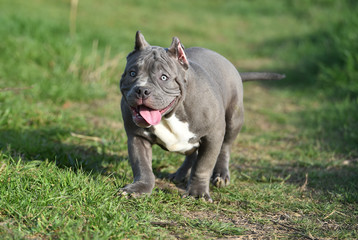 a little bully dog 