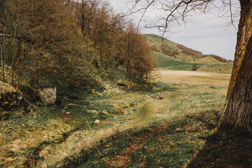 tree in the mountains