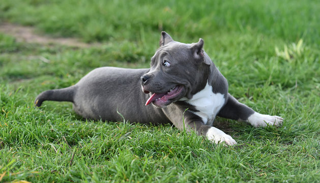 american bully dog in the green field