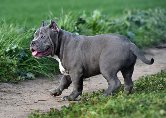 Fototapeta na wymiar a bully dog in the green field