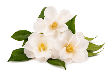 three white camellia