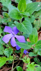 Spring forest flowers.