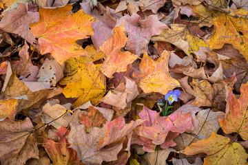 Viola covered in fall leaves
