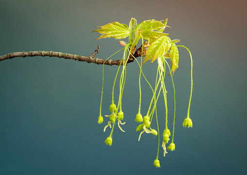 Flowers of sugar maple (Acer saccharum) dangling from base of newly emerging leaves in early spring in central Virginia.