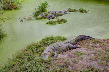 Alligators in The Alligator Farm in Mobile, Alabama, USA. Beautiful pair of big alligators resting under the sun