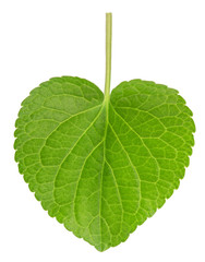 Fototapeta premium Pansy leaf