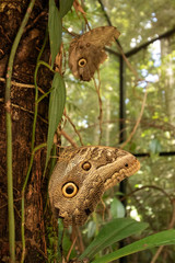 Owl butterfly in the amazon