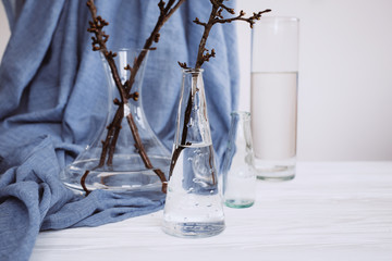 Plants in various glasses on blue fabric. Still life about spring. Flowering buds. The beginning of life