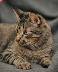 Naklejka na ściany i meble tabby European Shorthair cat