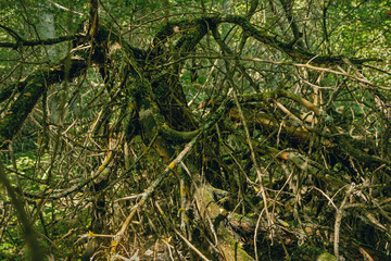 Felled tree in the forest