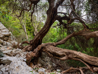 Obraz premium Majestic and ancient holm oak on the trekking path to Cala Goloritzé