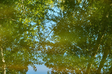 Reflection of trees in the water