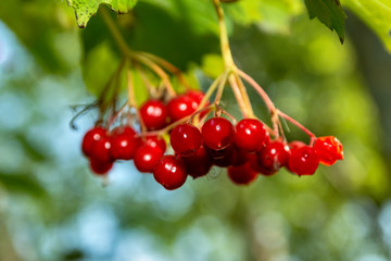 Berries of viburnum red. Harvest time