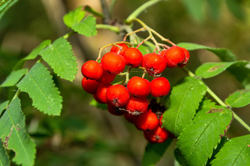 Rowan fruits on a branch