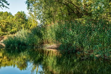 Landscape in the forest near the pond