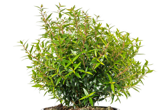  Myrtle  plant