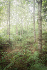 Obraz premium misty woodland in cornwall england uk 