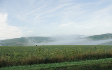 Fototapeta na wymiar Mist over green field Fog at road highway