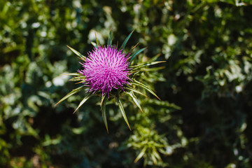 flower of thistle