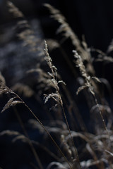 осенняя трава на черном фоне 