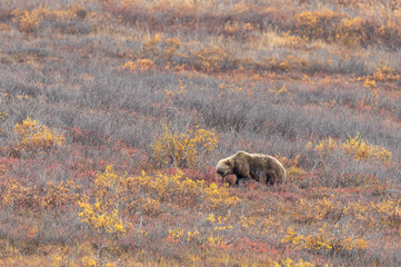 Grizzly Bear in Denali National Park Alaska in Autumn