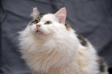 white with gray fluffy cat on a gray background