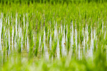 Close up of rice field in Bali
