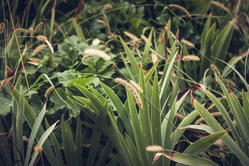 The wheat of the field