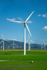 The wind turbines in the field