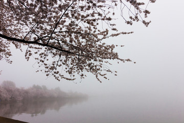 Beautiful spring vista of the Tidal Basin shrouded in freezing fog including the Yoshino cherry blossoms in peak bloom