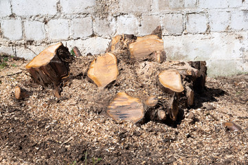 Baumstumpf mit Wurzeln im Garten