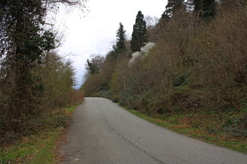 Obraz premium The road through the Caucasian forest of March.