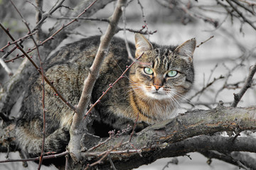Beautiful cat with green eyes. Cat on a tree
