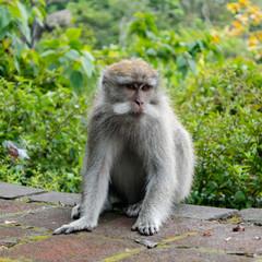 Naklejka premium Life of wild monkeys.in the forests and jungle. Monkeys natural habitat