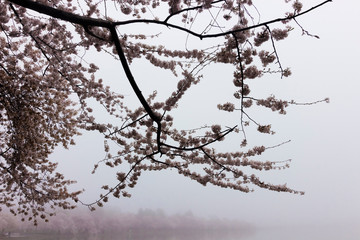 Spring view of the famed cherry blossoms around peak bloom in misty weather, Tidal Basin, West Potomac Park, Washington DC