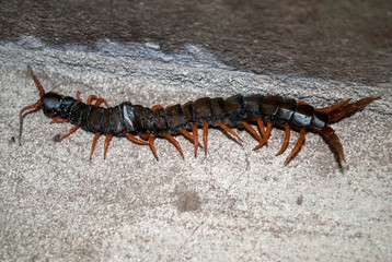Giant centipede on a cement floor, poisonous scolopendra