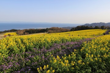 Fototapeta premium あわじ花さじき 菜の花畑