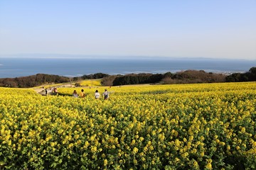あわじ花さじき　菜の花畑