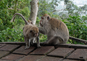 Life of wild monkeys.in the forests and jungle. Monkeys natural habitat