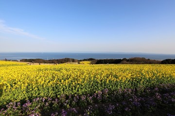 あわじ花さじき　菜の花畑