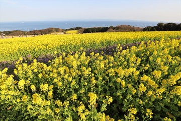 Obraz premium あわじ花さじき 菜の花畑