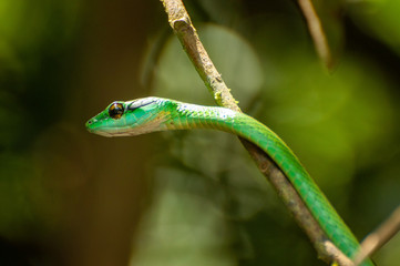 Parrot Snake