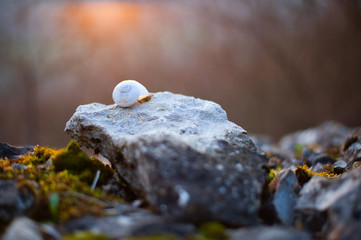 Shell of common snail on a stone, sunset on background.