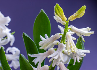 Bright blooming hyacinth with water droplets close up. Spring flowers. Greeting card.