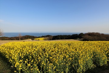 Fototapeta premium あわじ花さじき 菜の花畑