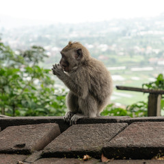 Life of wild monkeys.in the forests and jungle. Monkeys natural habitat