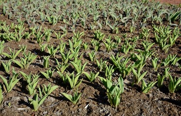 Plantation of tulips. Sprouts of tulips in early spring. Green leaves of bulbous plants.