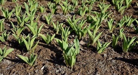Plantation of tulips. Sprouts of tulips in early spring. Green leaves of bulbous plants.