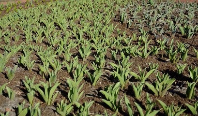 Plantation of tulips. Sprouts of tulips in early spring. Green leaves of bulbous plants.