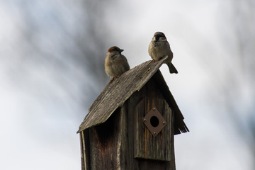 Birds on birdhouse